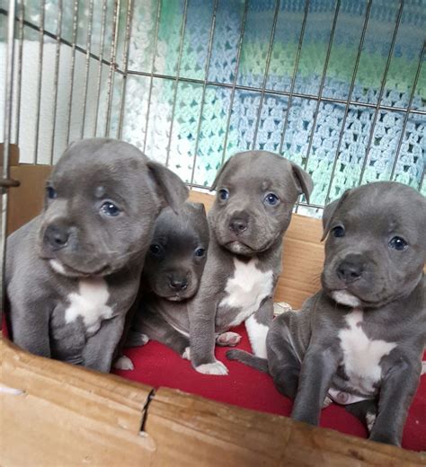 Search hundreds of American Staffordshire Terrier puppy listings from Good Dogs trusted American Staffordshire Terrier breeders and start the application process today. . American pit puppies for sale